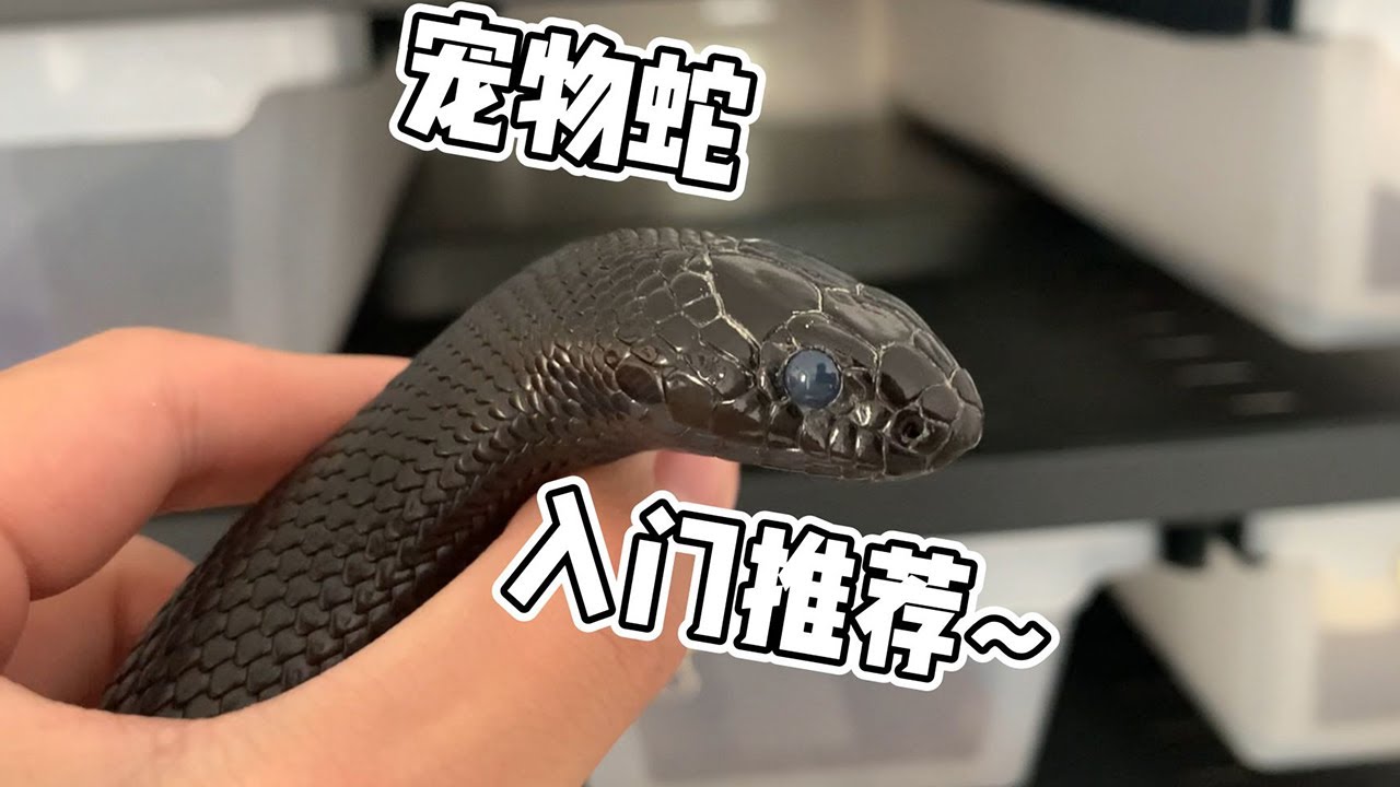 宠物小精灵图鉴AR_宠物图片图片