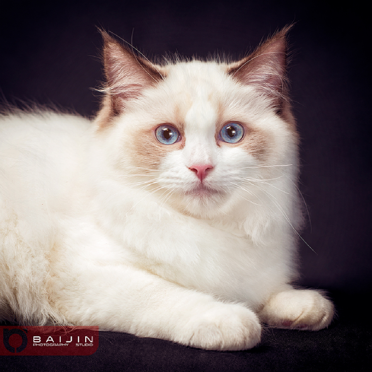 宠物狗狗图片品种大全猫猫_宠物图片头像
