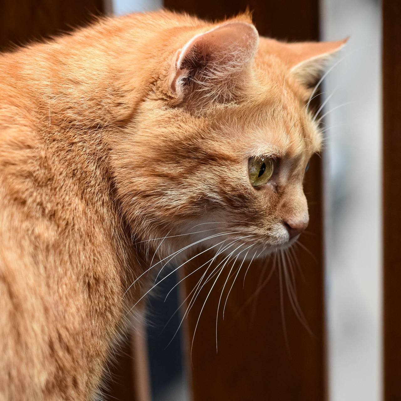 宠物狗猫咪图片_宠物图片狗狗图片品种大全