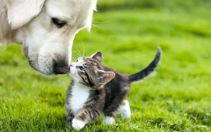 宠物猫Perros_宠物图片图片