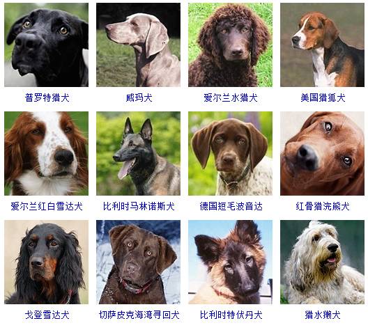 宠物图片猫狗_宠物图片猫