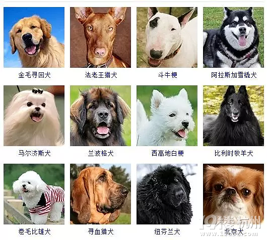 宠物蛇三色洁齿零食_宠物图片小精灵图鉴