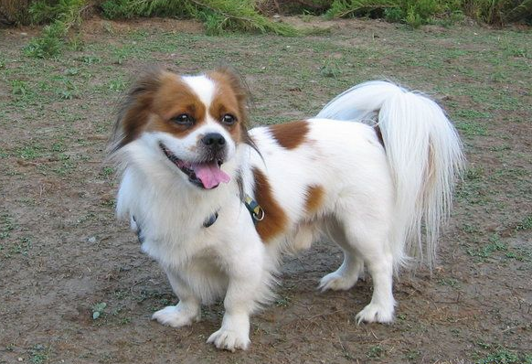 宠物蛇Dog_宠物图片狗的品种图片大全