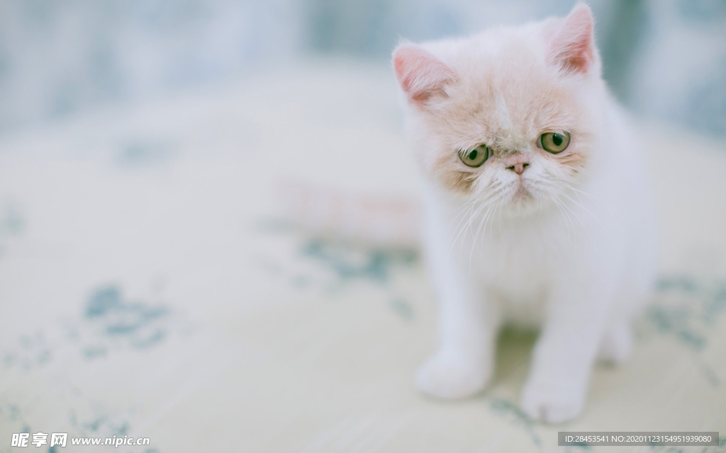 宠物猫猫_宠物图片狗的品种图片大全