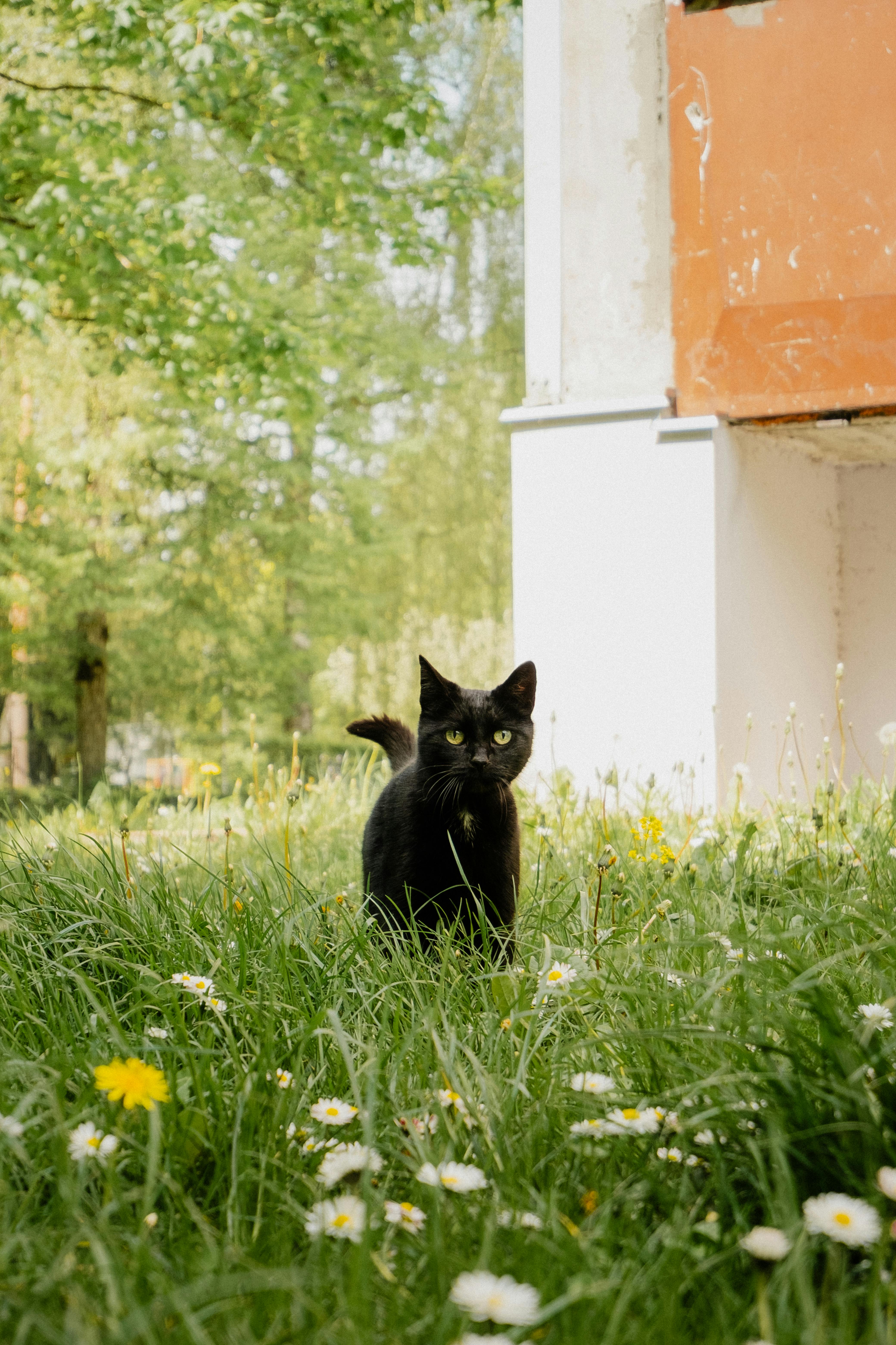 美景图片Days_春天草地上的黑猫