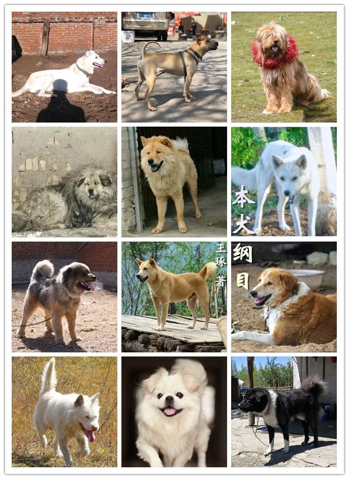 宠物狗狗图片品种大全设计_宠物图片小精灵