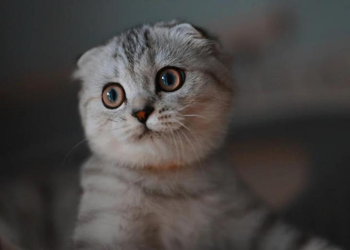 宠物狗的品种图片大全猫猫_宠物图片狗狗图片品种大全