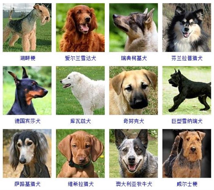 宠物狗的品种图片大全Dog_宠物图片小精灵