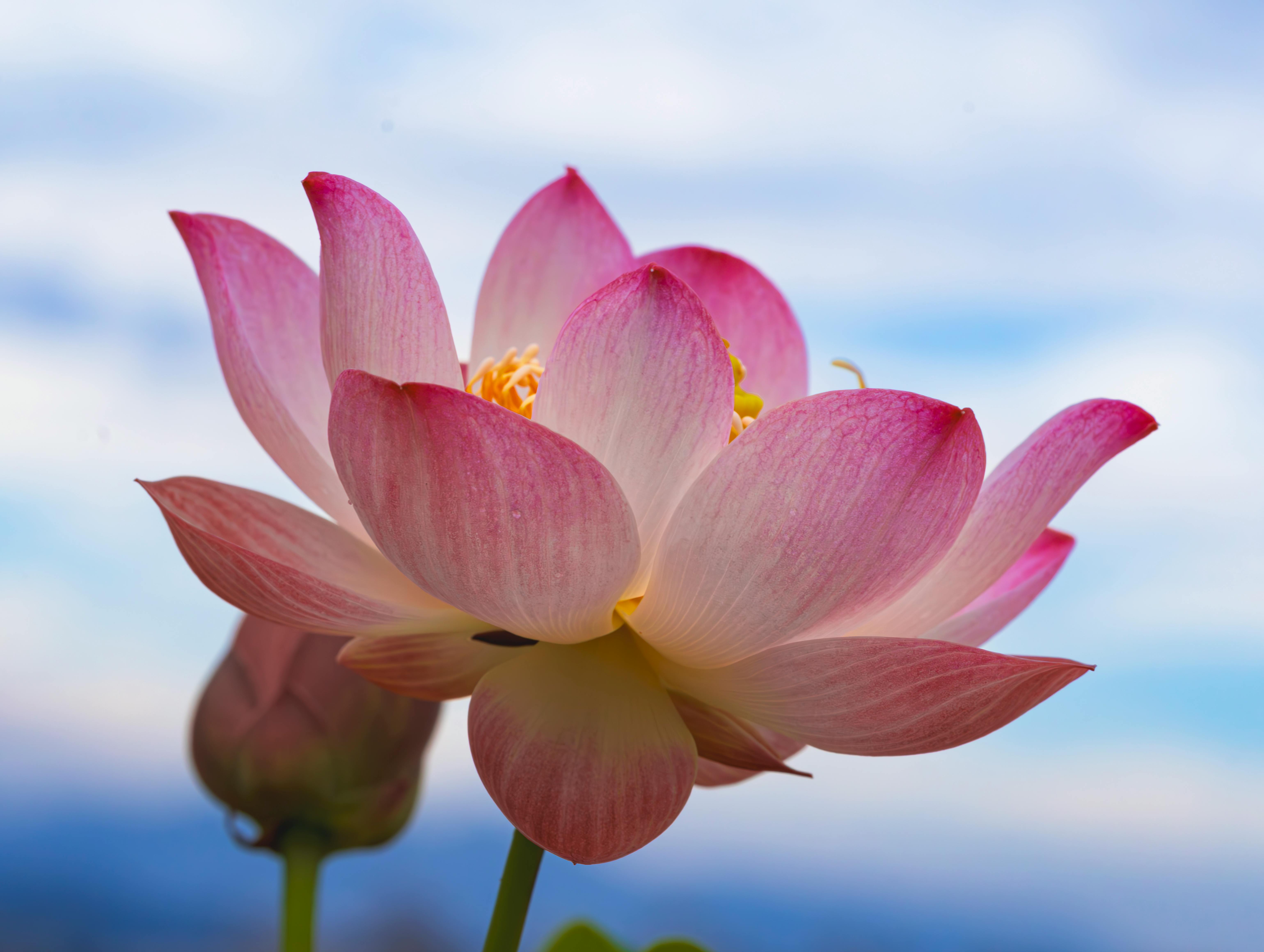 手机壁纸Nature_自然栖息地中的雄伟白头鹰