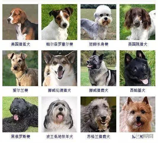 宠物猫背景_宠物图片狗