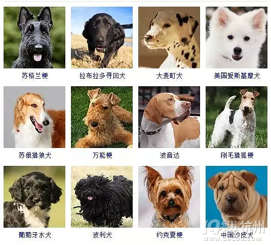 宠物头像Wallpaper_宠物图片图片