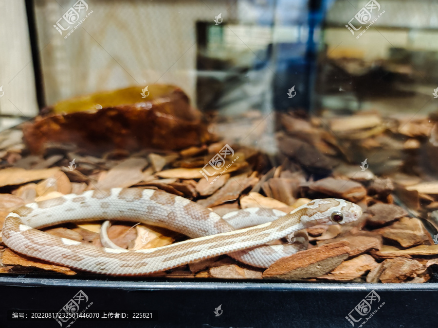 宠物图片Animals_宠物图片头像