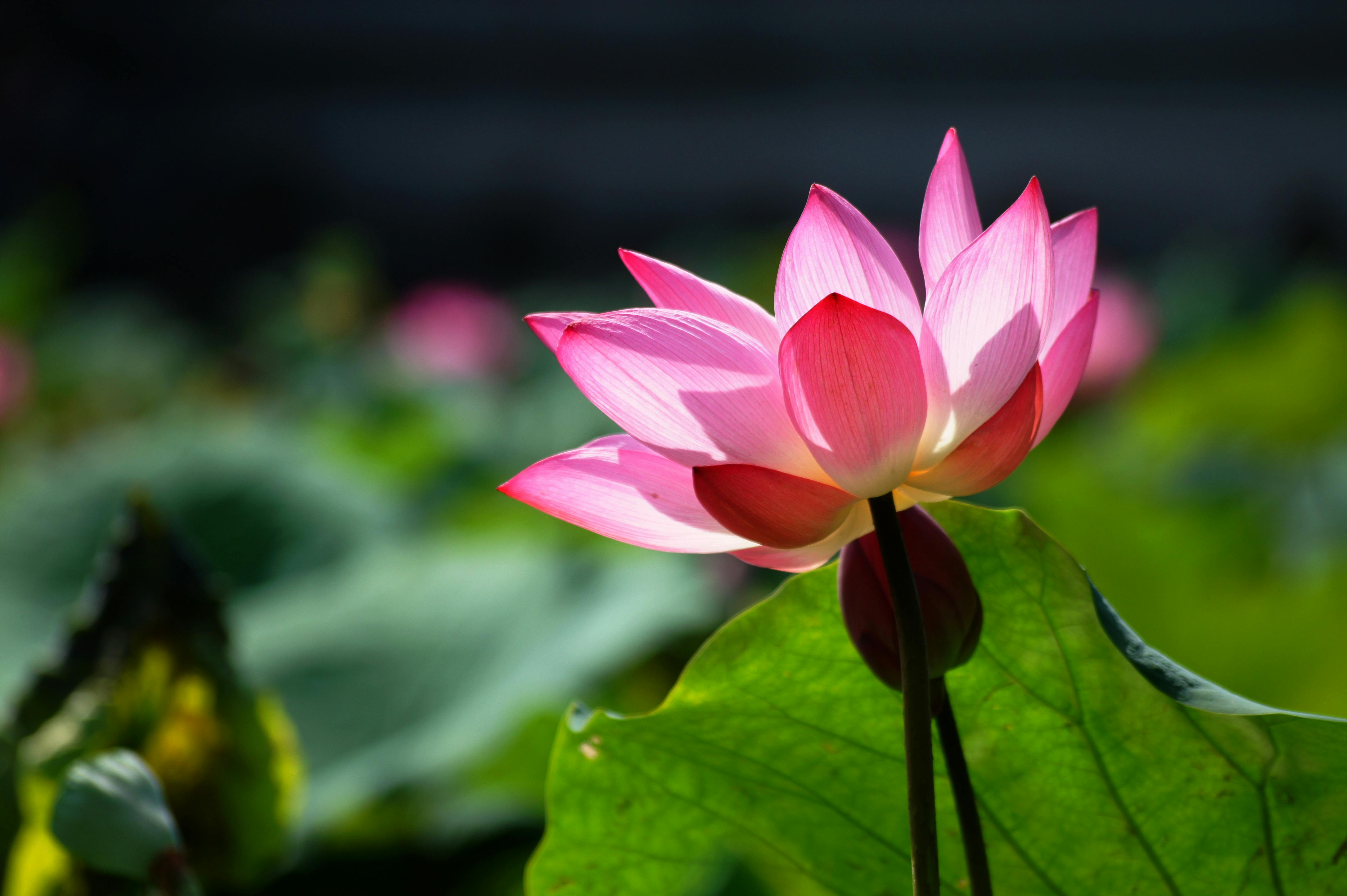 美景图片壁纸1280x1024_花园中露水莲花的特写