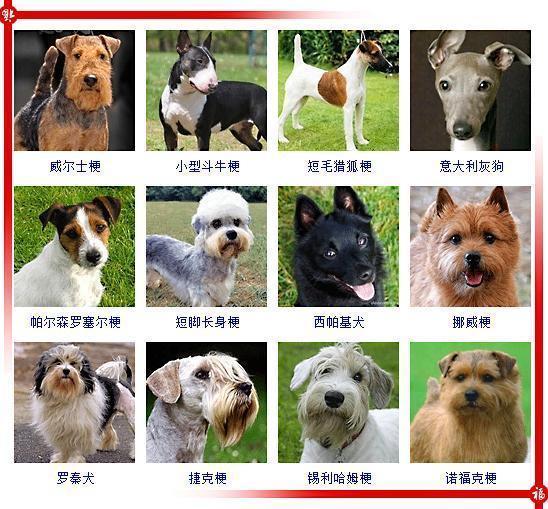 宠物狗狗图片品种大全2_宠物图片狗