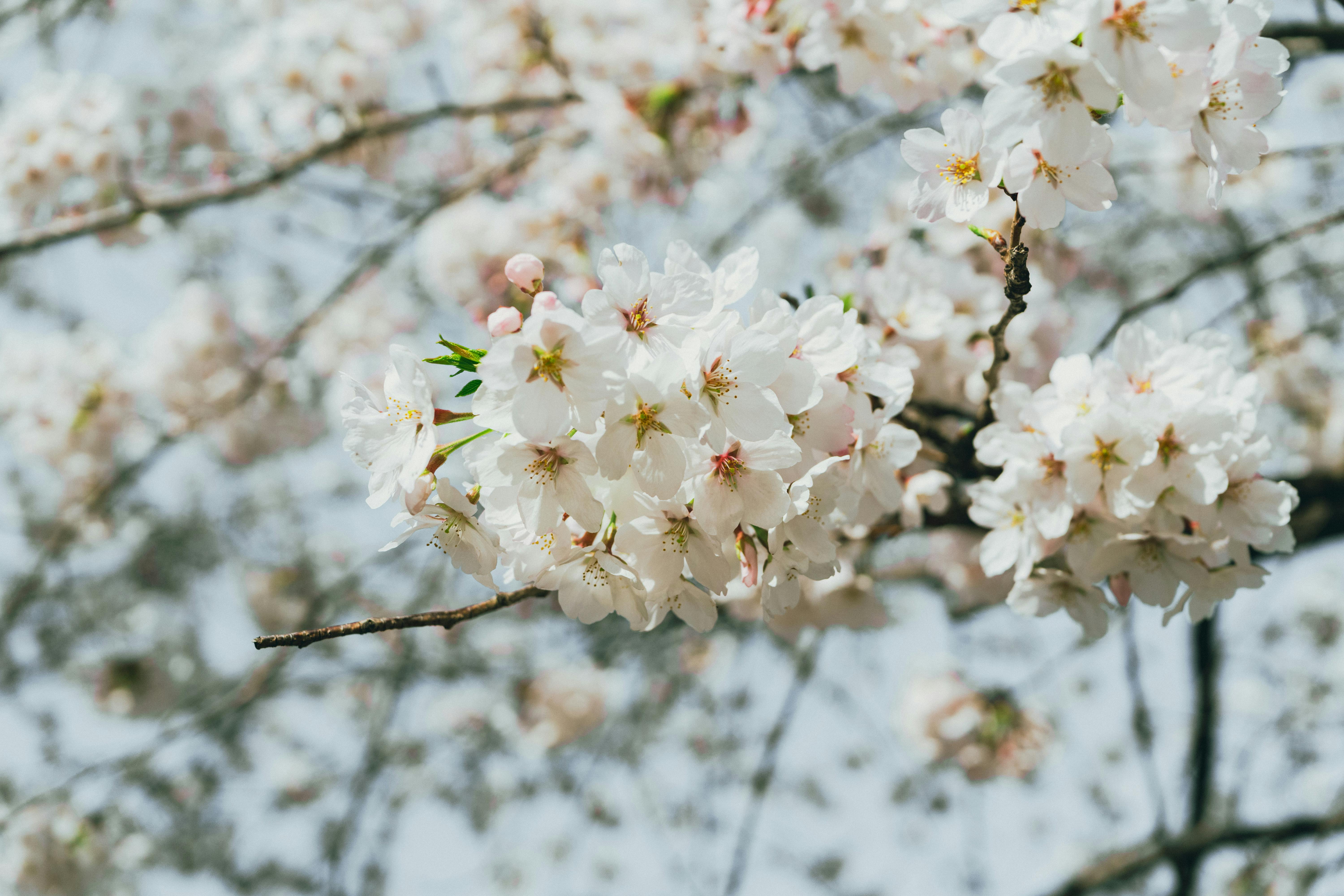美景图片Japan's_首尔公园赏樱花