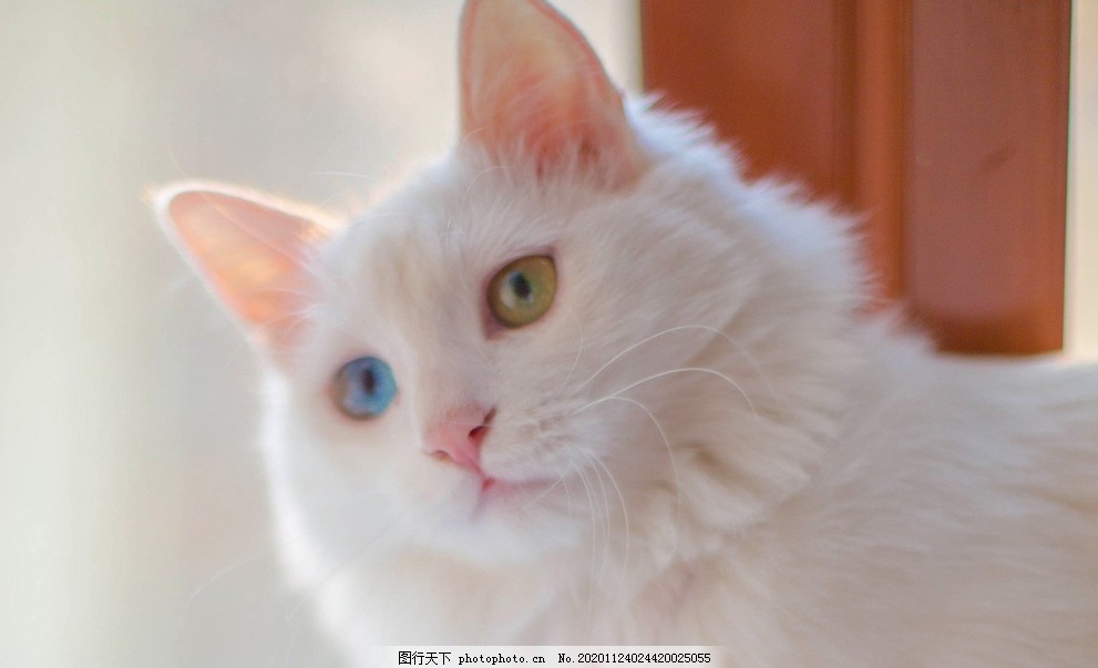 宠物小精灵猫_宠物图片小精灵图鉴