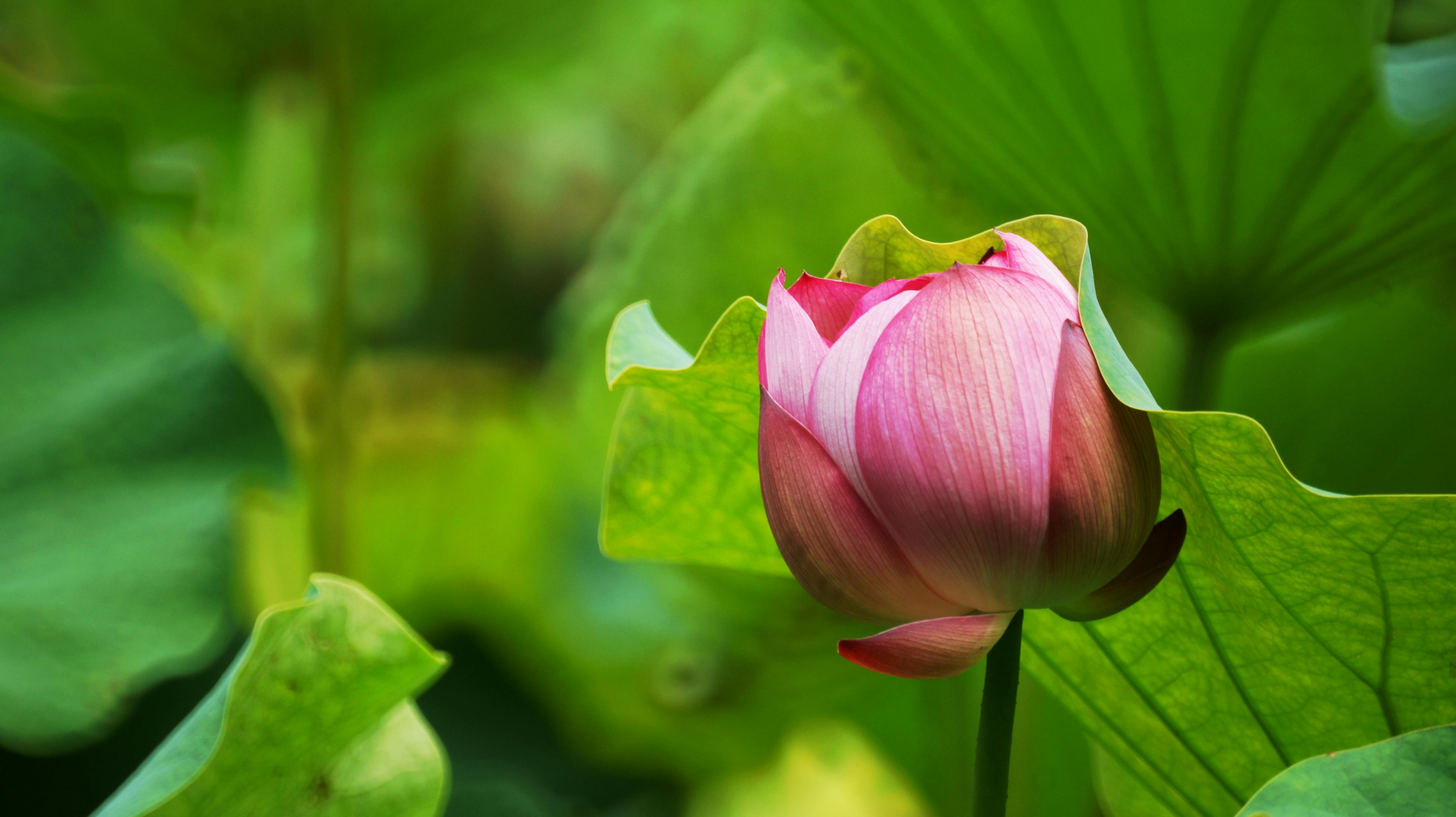 手机壁纸平板壁纸_鲜花盛开的多彩花园入口