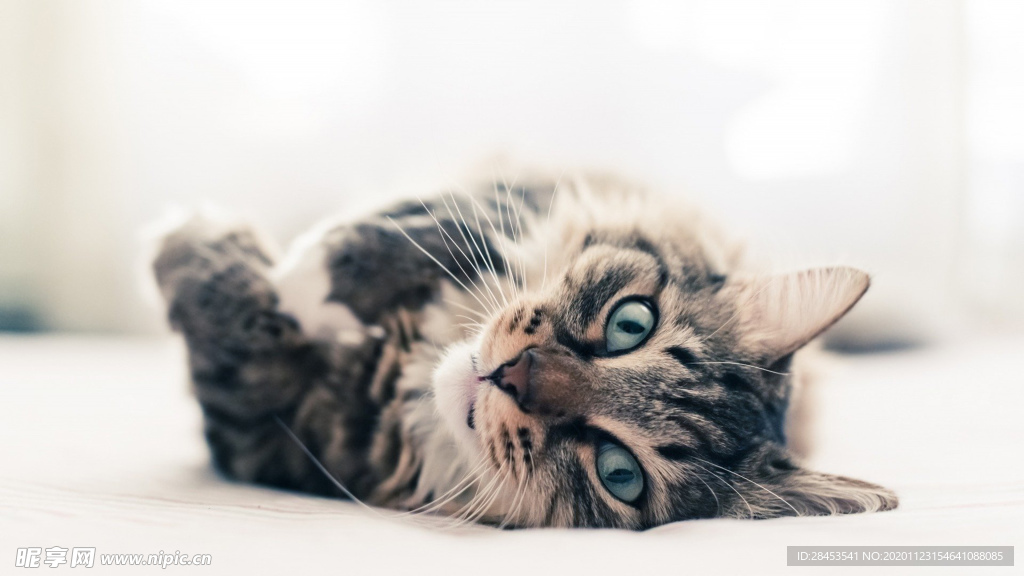 宠物猫Stroke_宠物图片照片