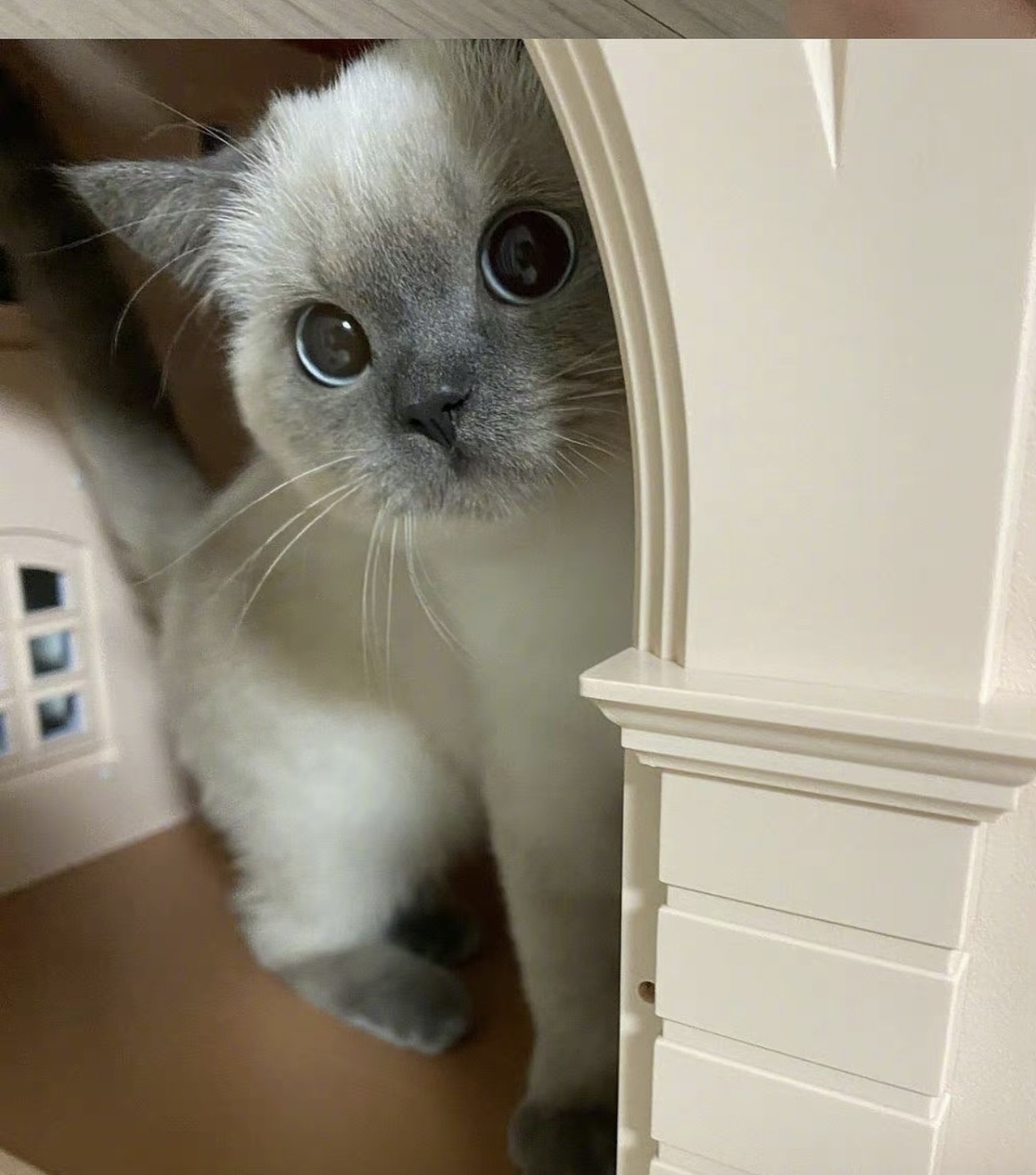 宠物小精灵猫咪_宠物图片狗