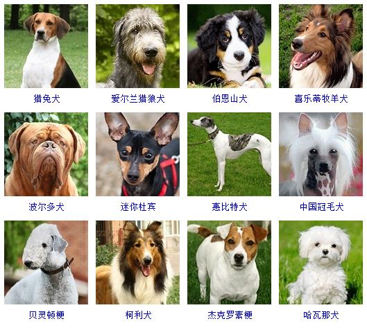 宠物狗的品种图片大全Y_宠物图片图片