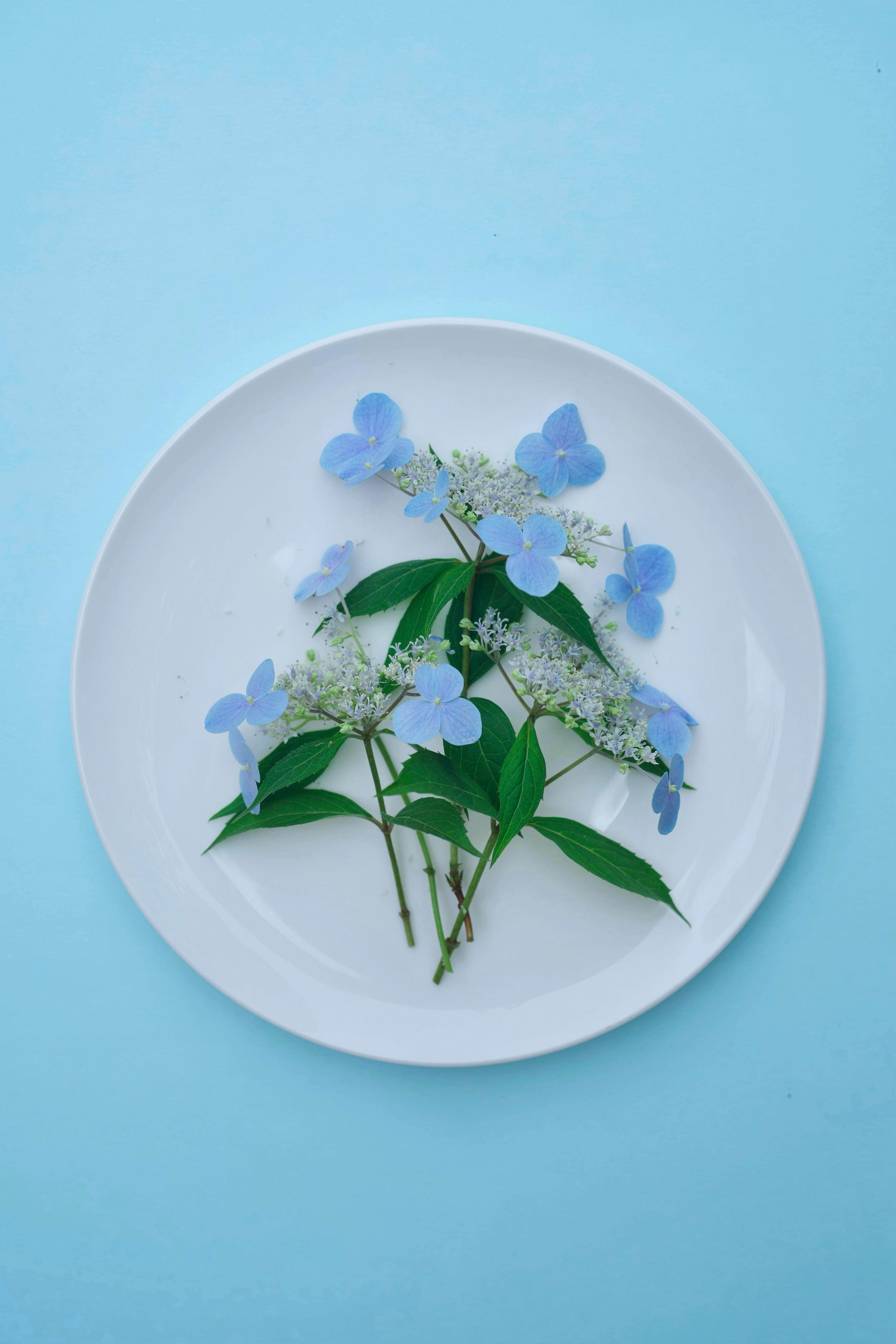壁纸图片壁纸桌面_优雅的蓝色绣球花插花在盘子上