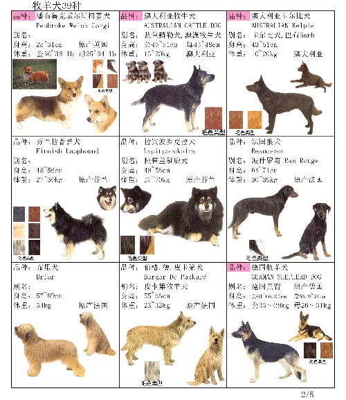 宠物照片猫头_宠物图片小精灵图鉴