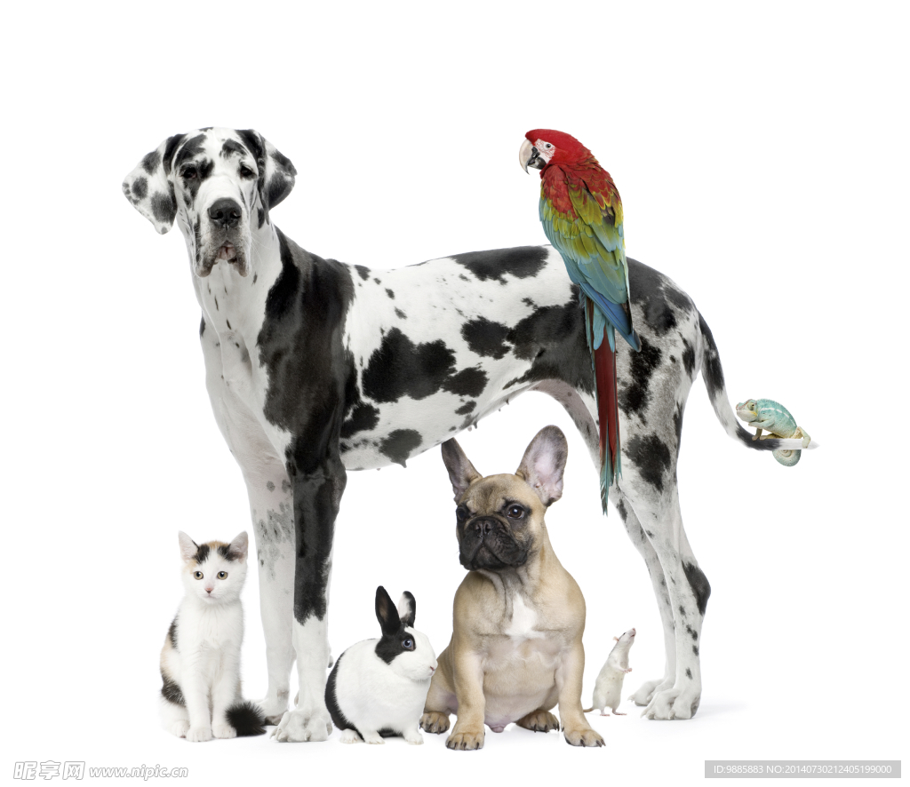 宠物狗的品种图片大全Pedigree_宠物图片小精灵