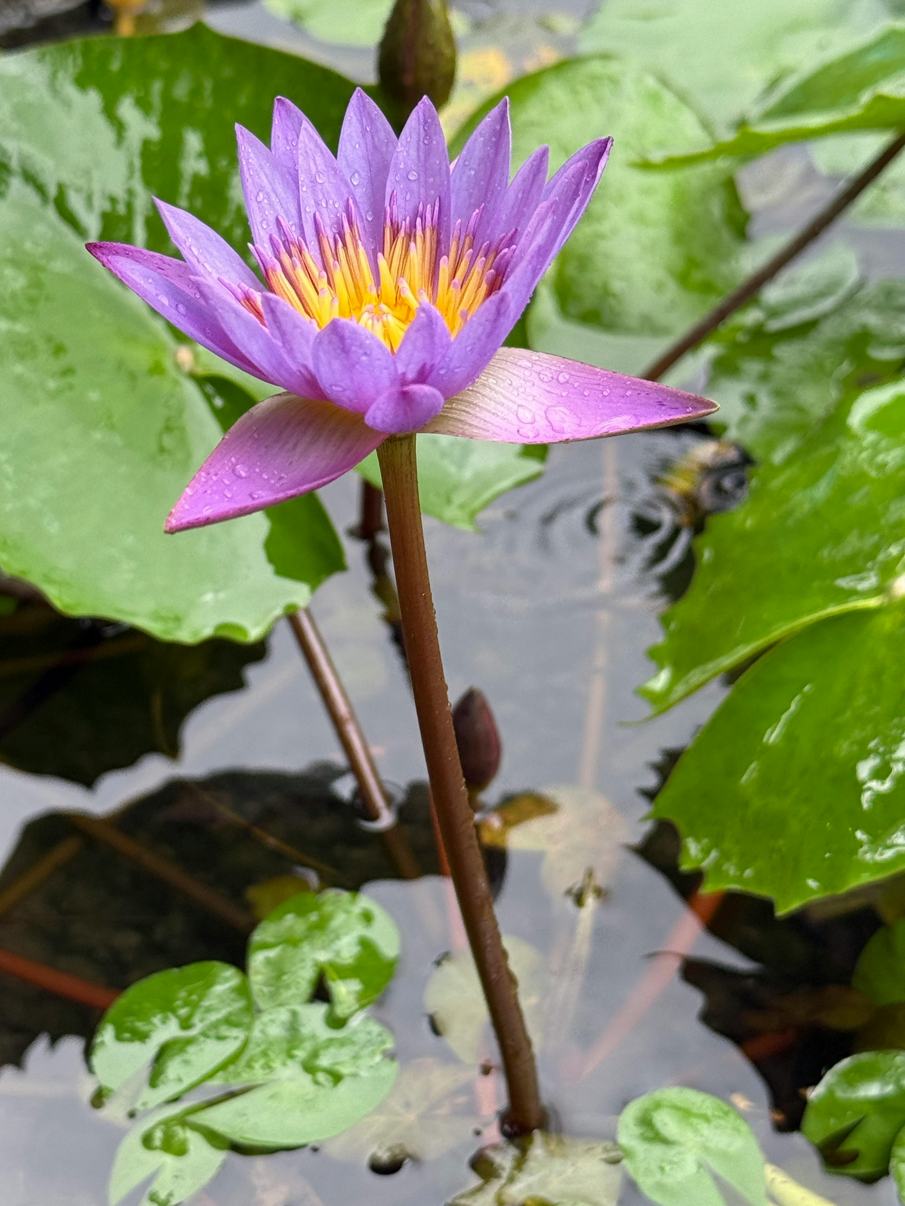 美景图片光伏站_莲花