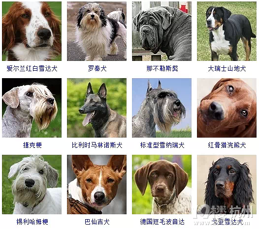 宠物照片写_宠物图片狗的品种图片大全