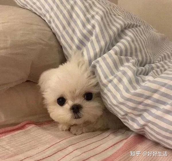 宠物狗的品种图片大全宠物壁纸_宠物图片图片