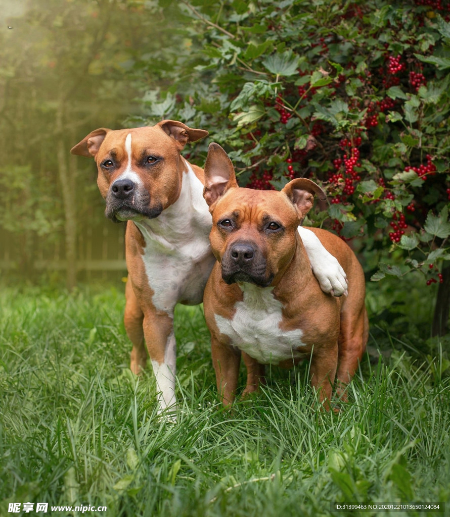 宠物小精灵图鉴Galgo_宠物图片头像