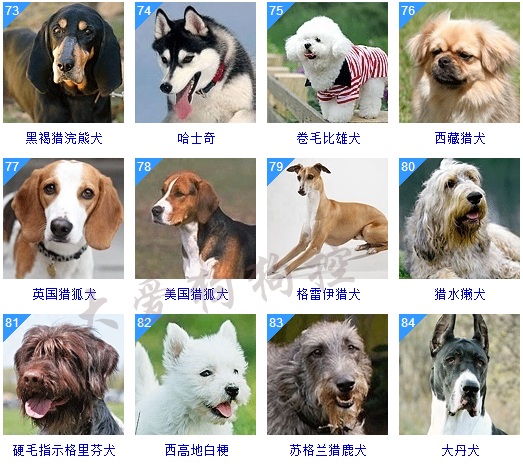 宠物狗健康_宠物图片猫