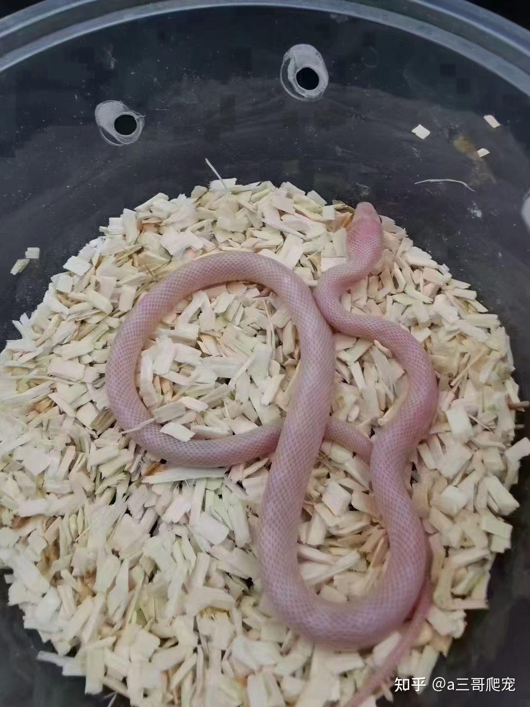 宠物图片背带_宠物图片小精灵