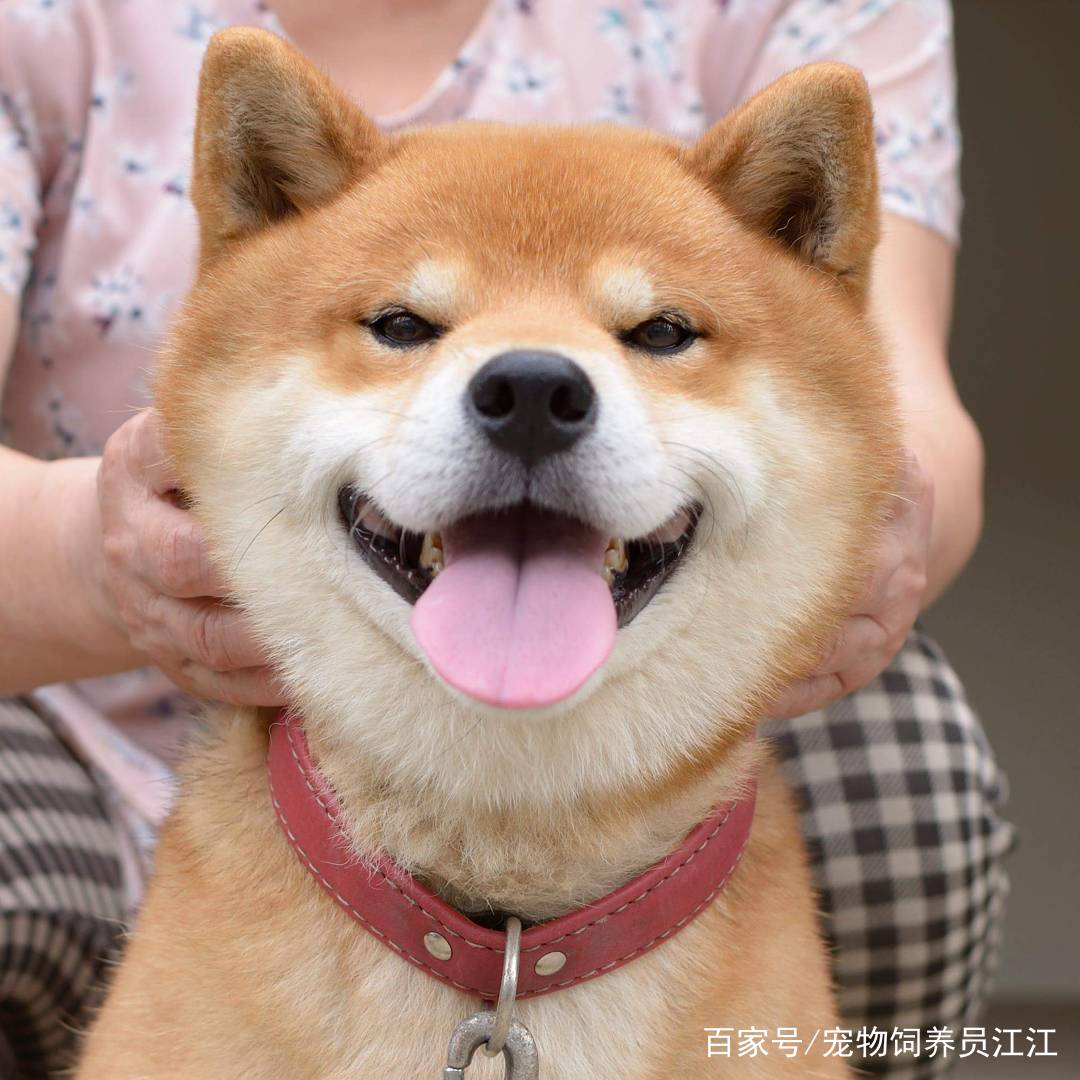 宠物图片Pedigree_宠物图片小精灵