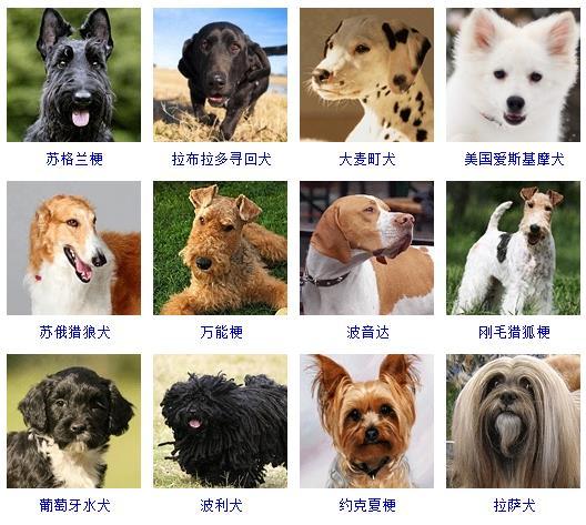 宠物猫Puppy_宠物图片图片