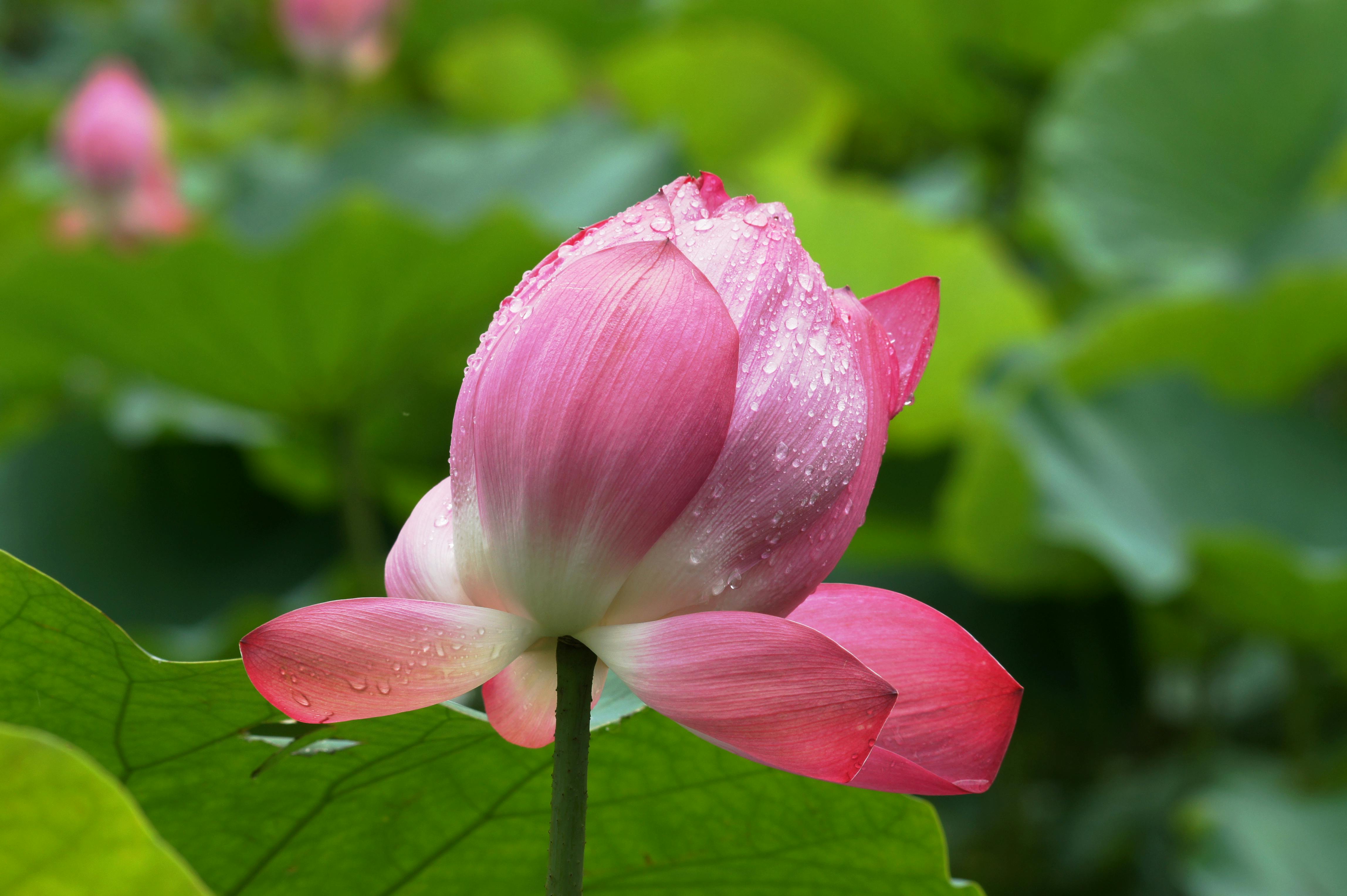 美景图片自然风景图_荷花公园生态美丽