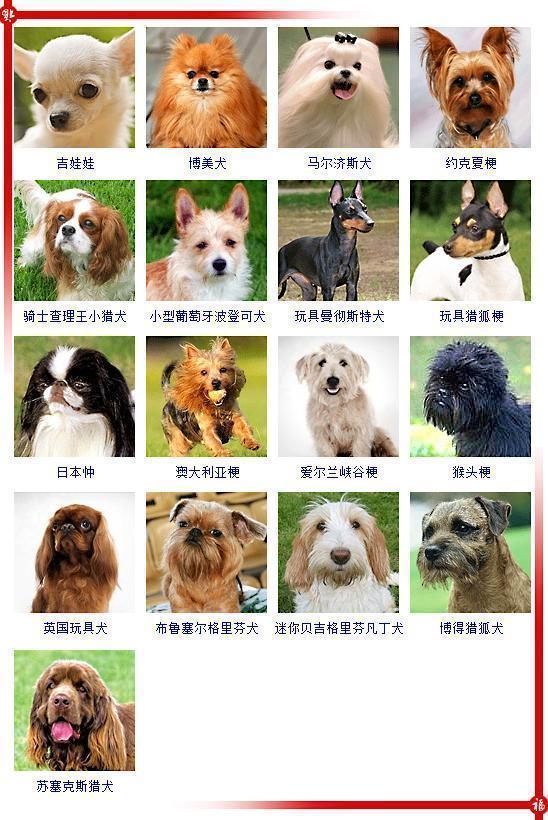 宠物蛇狗子_宠物图片小精灵