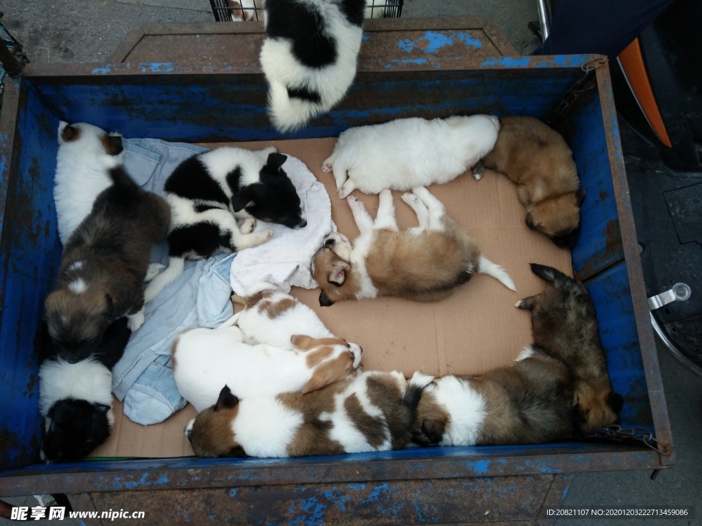 宠物头像养荷兰猪_宠物图片照片