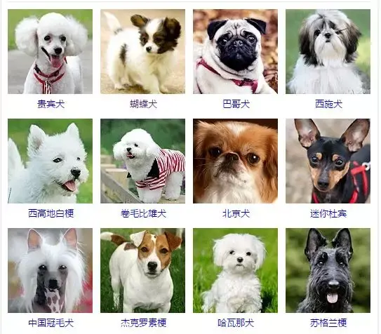 宠物小精灵图鉴Kuromi_宠物图片图片