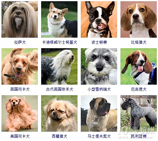 宠物头像Gatos_宠物图片蛇