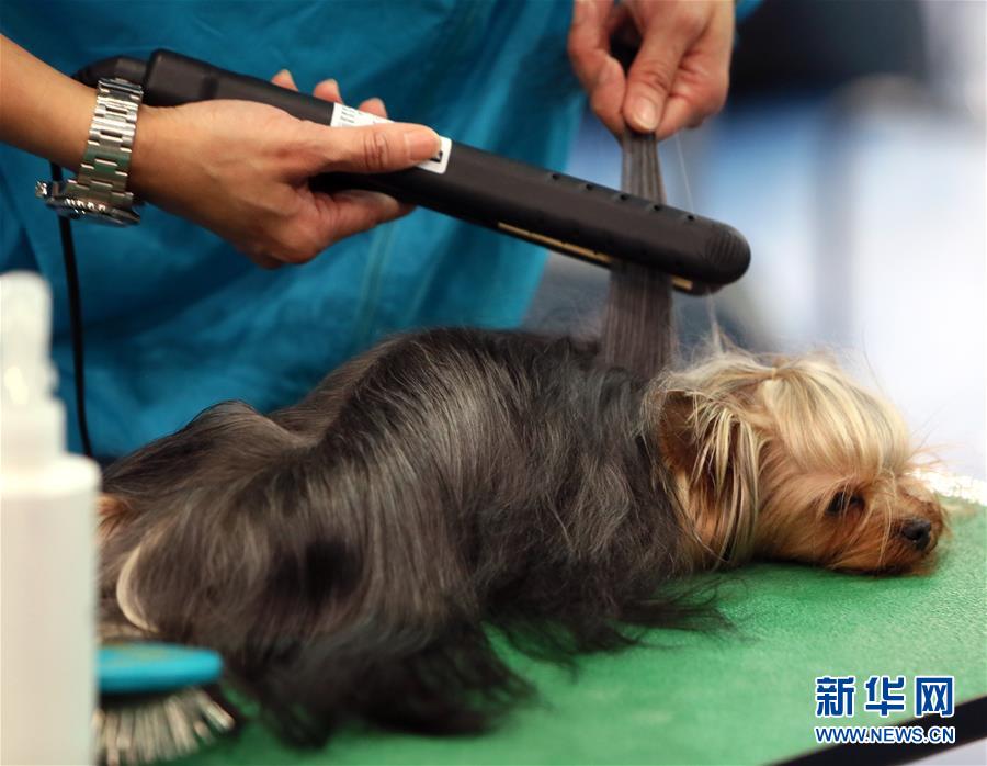 宠物图片壁纸_宠物图片头像