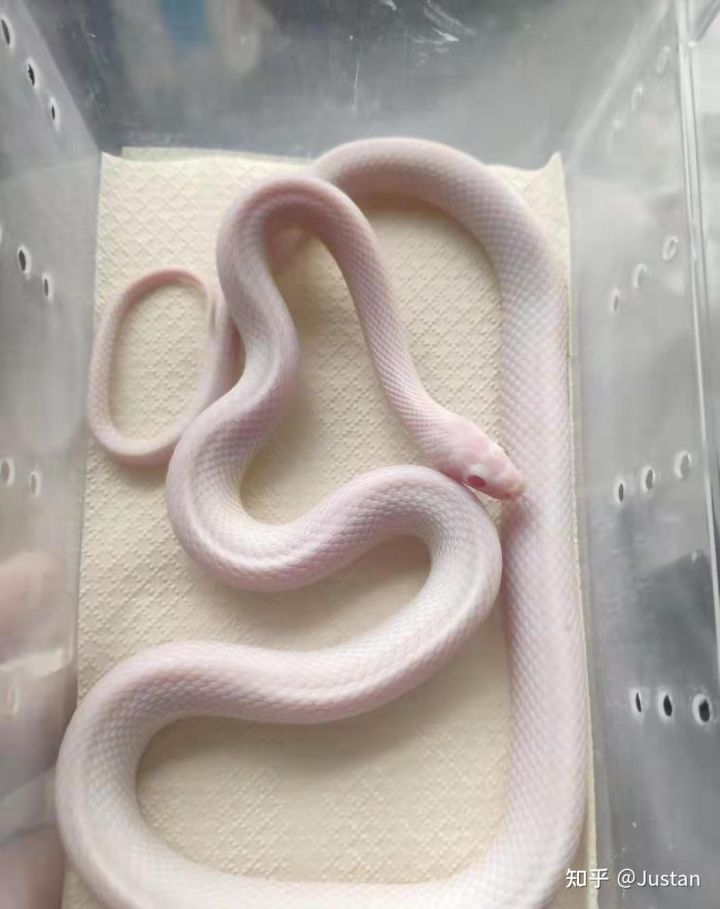 宠物小精灵Chocolate_宠物图片狗