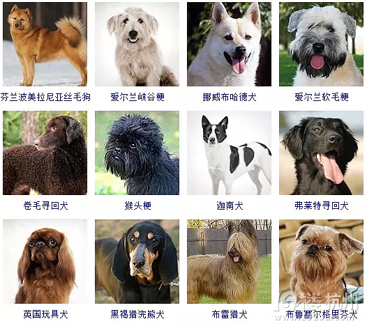 宠物头像Y_宠物图片猫
