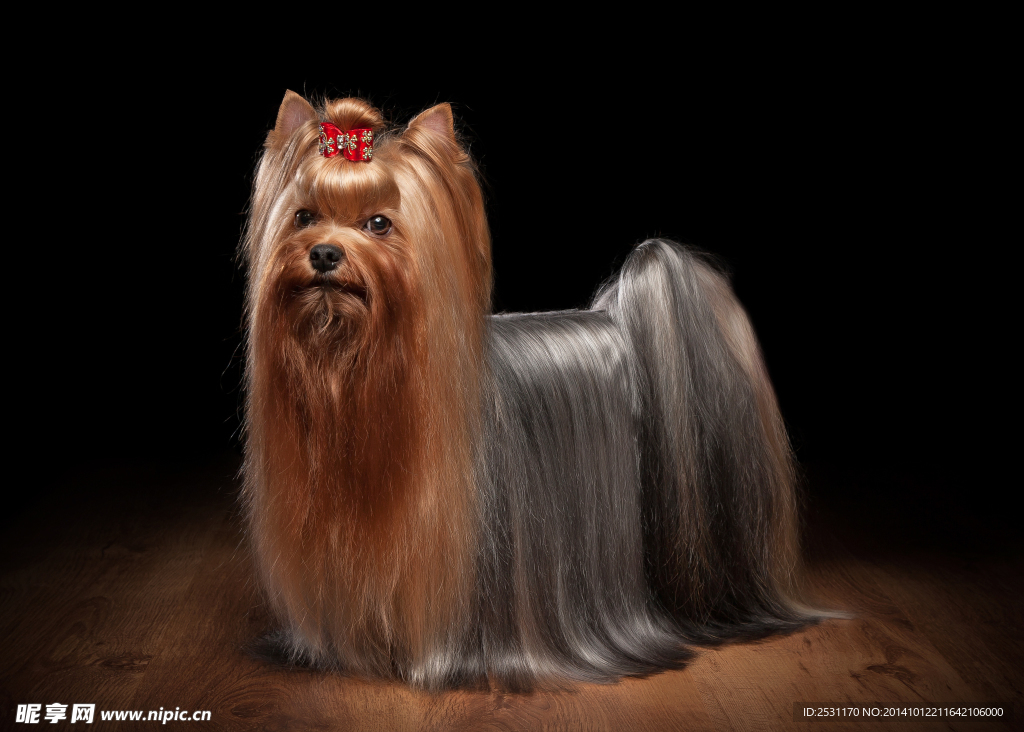 宠物小精灵Perros_宠物图片图片
