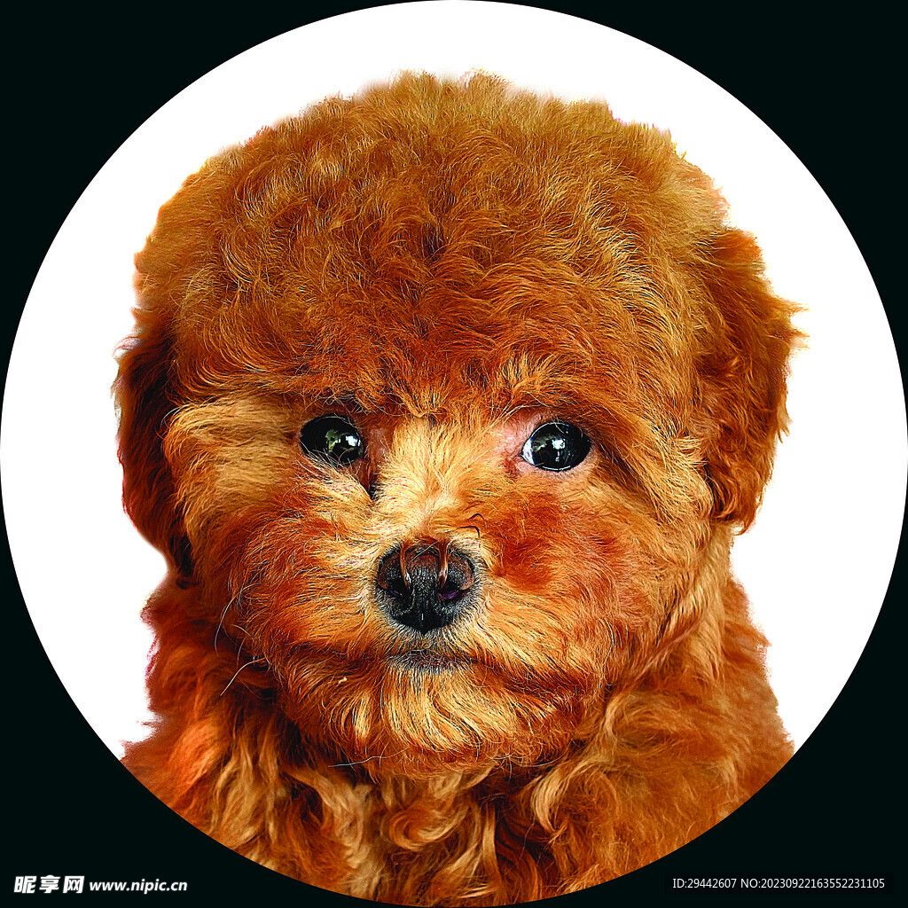 宠物照片Dog_宠物图片头像