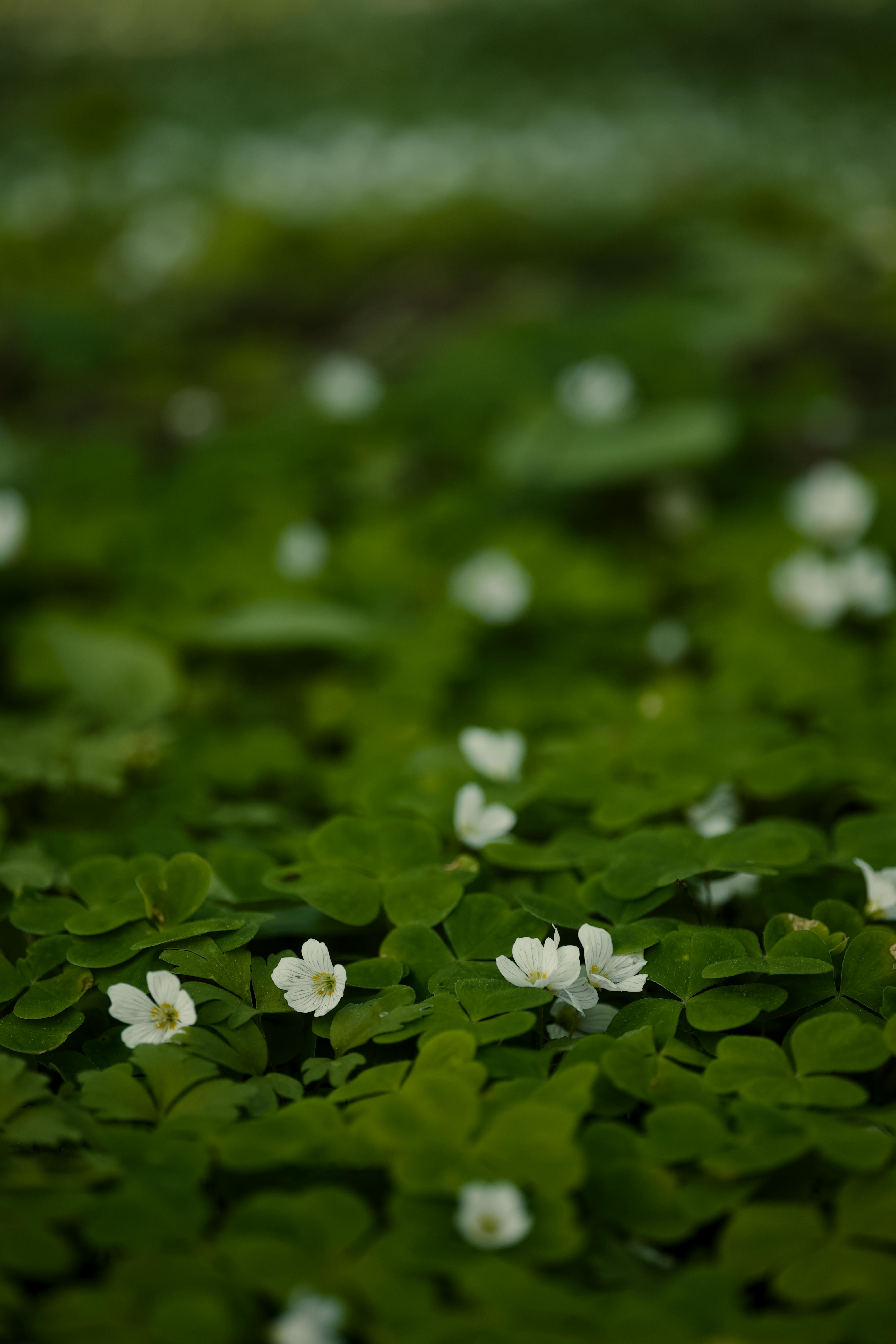 美景图片瑞士_老花店