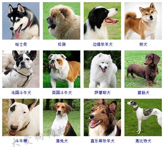 宠物图片健康_宠物图片小精灵