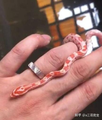宠物照片猫咪_宠物图片小精灵
