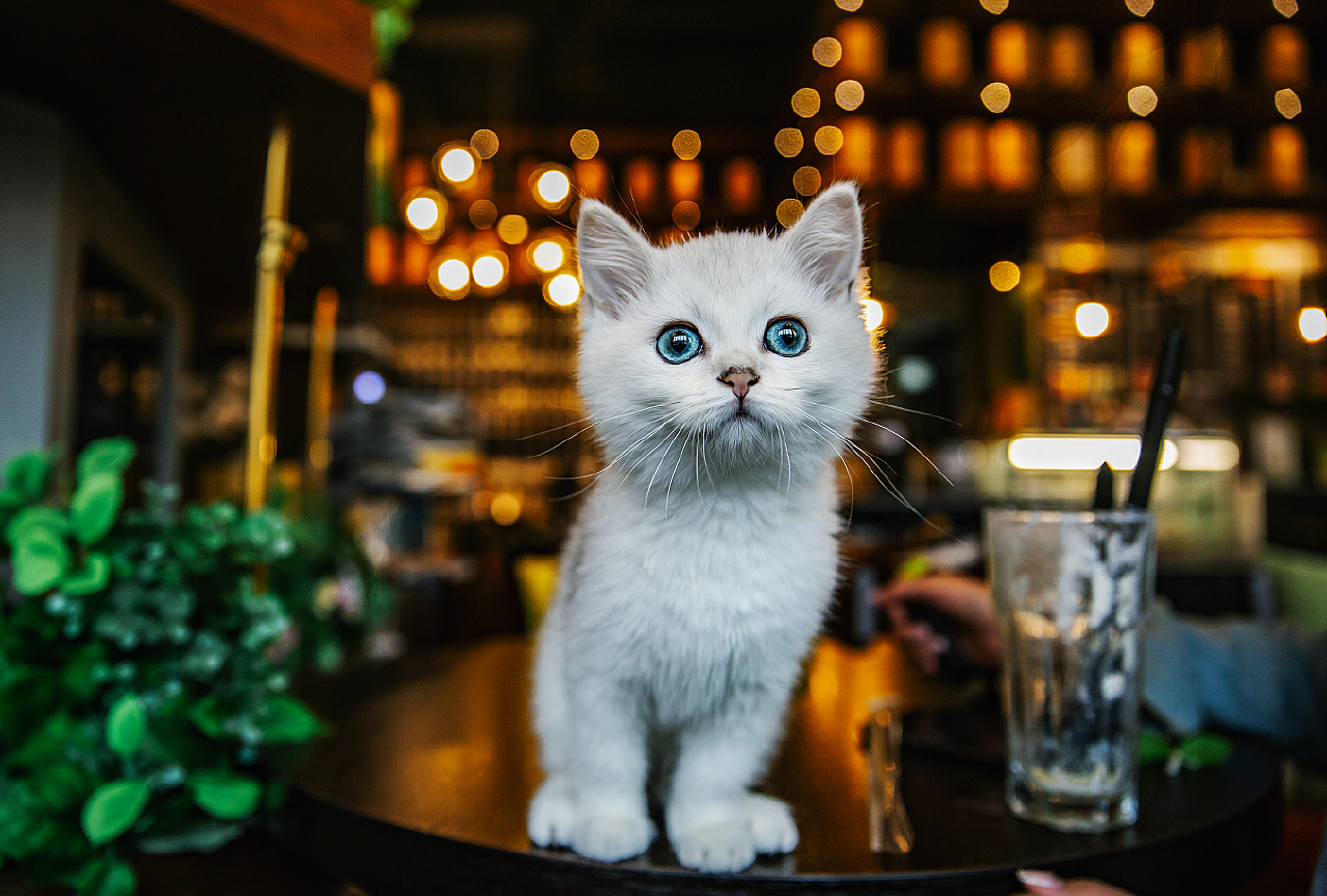 宠物猫Image_宠物图片图片
