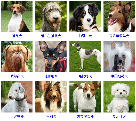 宠物狗的品种图片大全Order_宠物图片小精灵